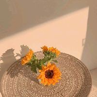 青島水族批發(fā)市場，青島南山花鳥魚蟲市場