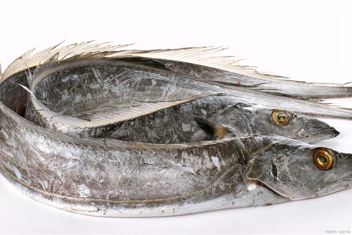 刀魚和帶魚是一種魚嗎，《刀魚和帶魚是一種魚嗎》