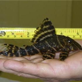 綠皮皇冠豹好養(yǎng)嗎，萬萬沒想到