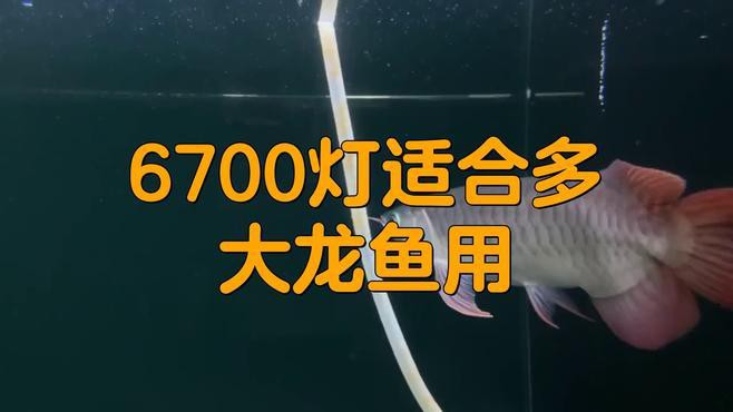 6700K燈光對紅龍魚發色有何影響？，6700k燈光對紅龍魚發色具有顯著促進作用