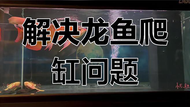 如何預(yù)防龍魚白天趴缸？，《如何預(yù)防龍魚白天趴缸》龍魚白天趴缸怎么治療呢
