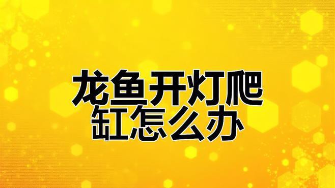 如何預(yù)防龍魚白天趴缸？，《如何預(yù)防龍魚白天趴缸》龍魚白天趴缸怎么治療呢