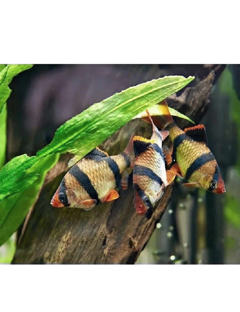 綠虎皮淡水活體魚，綠虎皮淡水活體魚是鯉形目鯉科鲃亞科無須鲃屬的一種人工培育觀賞魚類