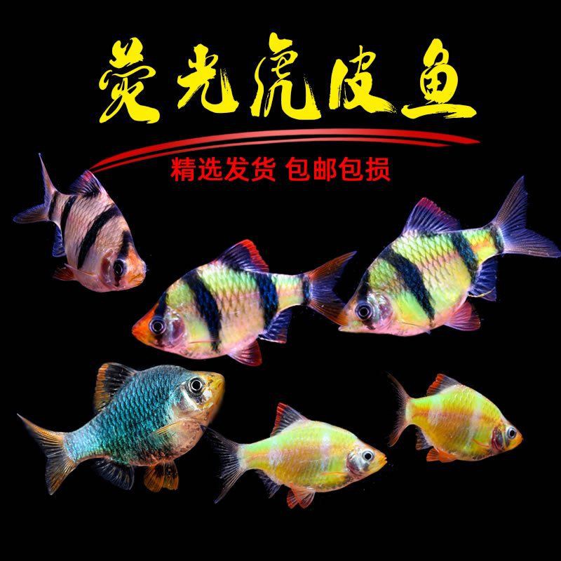 綠虎皮淡水活體魚，綠虎皮淡水活體魚是鯉形目鯉科鲃亞科無須鲃屬的一種人工培育觀賞魚類