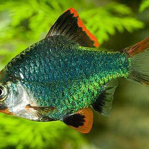 綠虎皮淡水活體魚，綠虎皮淡水活體魚是鯉形目鯉科鲃亞科無須鲃屬的一種人工培育觀賞魚類