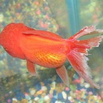 爛尾爛鰭病會傳染嗎？，傳染性爛尾、爛鰭、爛鱗別怕這些藥來幫你保證健康魚不遭殃