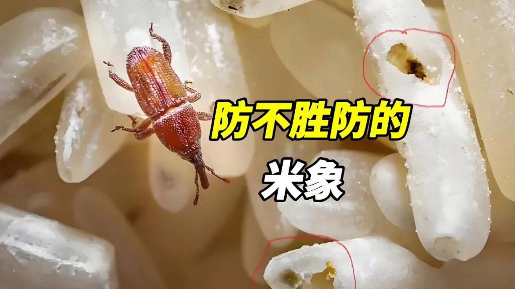 米象蟲，你吃的不是米,是蟲米象蟲的秘密!