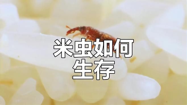 米象蟲，你吃的不是米,是蟲米象蟲的秘密!