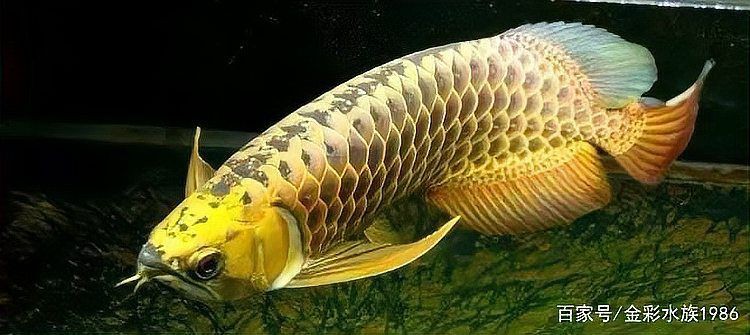 紅龍繁殖周期介紹，紅龍魚的繁殖周期