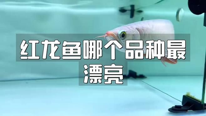 紅龍魚哪個品種最漂亮，如何區分不同品種的紅龍魚