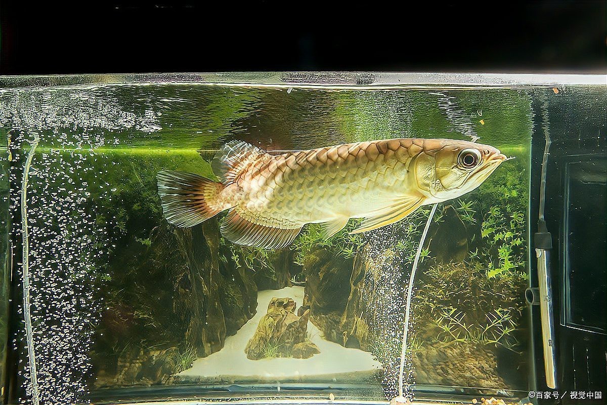 如何判斷龍魚是否錯(cuò)鱗？，如何判斷龍魚是否錯(cuò)鱗？龍魚錯(cuò)鱗會(huì)自愈嗎？