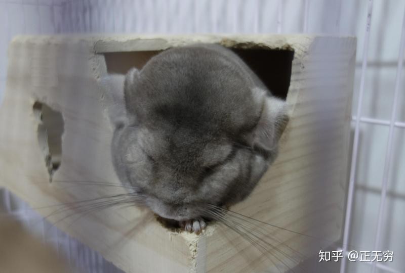 養(yǎng)龍貓的10個(gè)忠告，《不要在它胡須上搞事情》