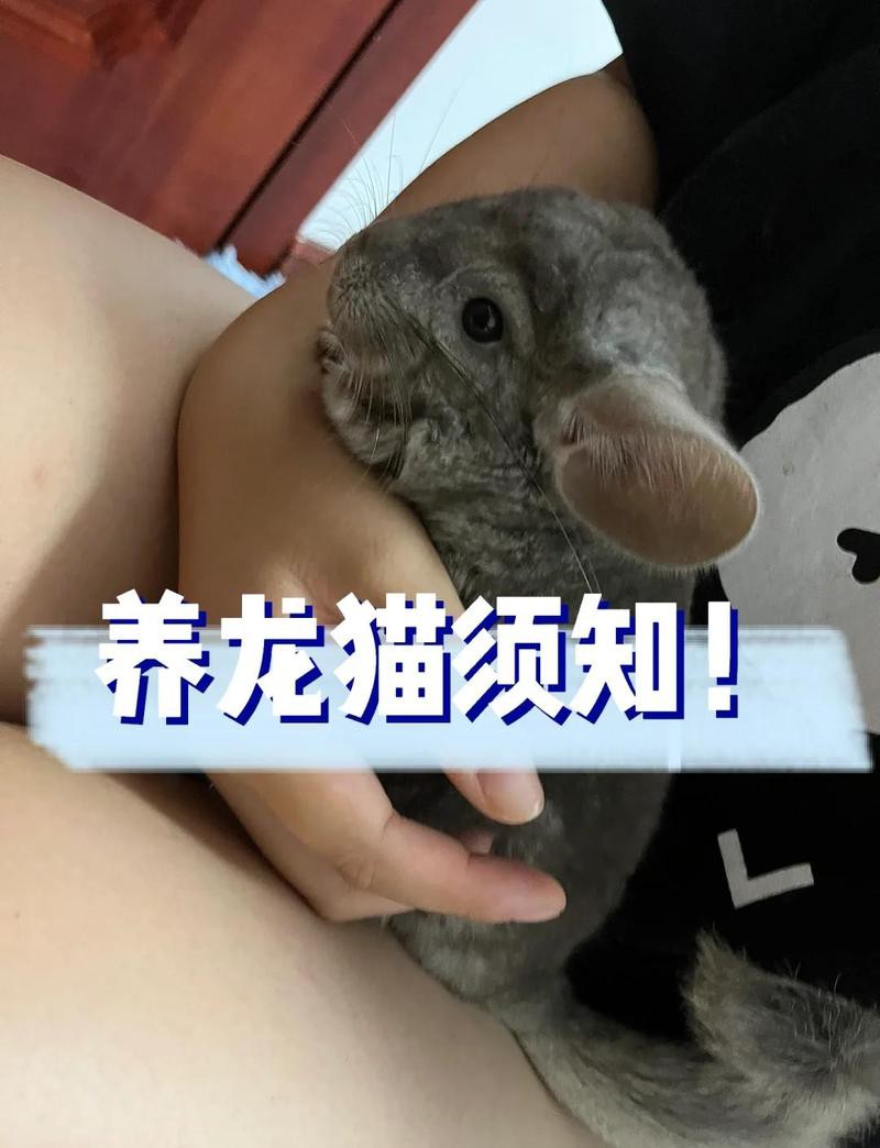 養(yǎng)龍貓的10個(gè)忠告，《不要在它胡須上搞事情》