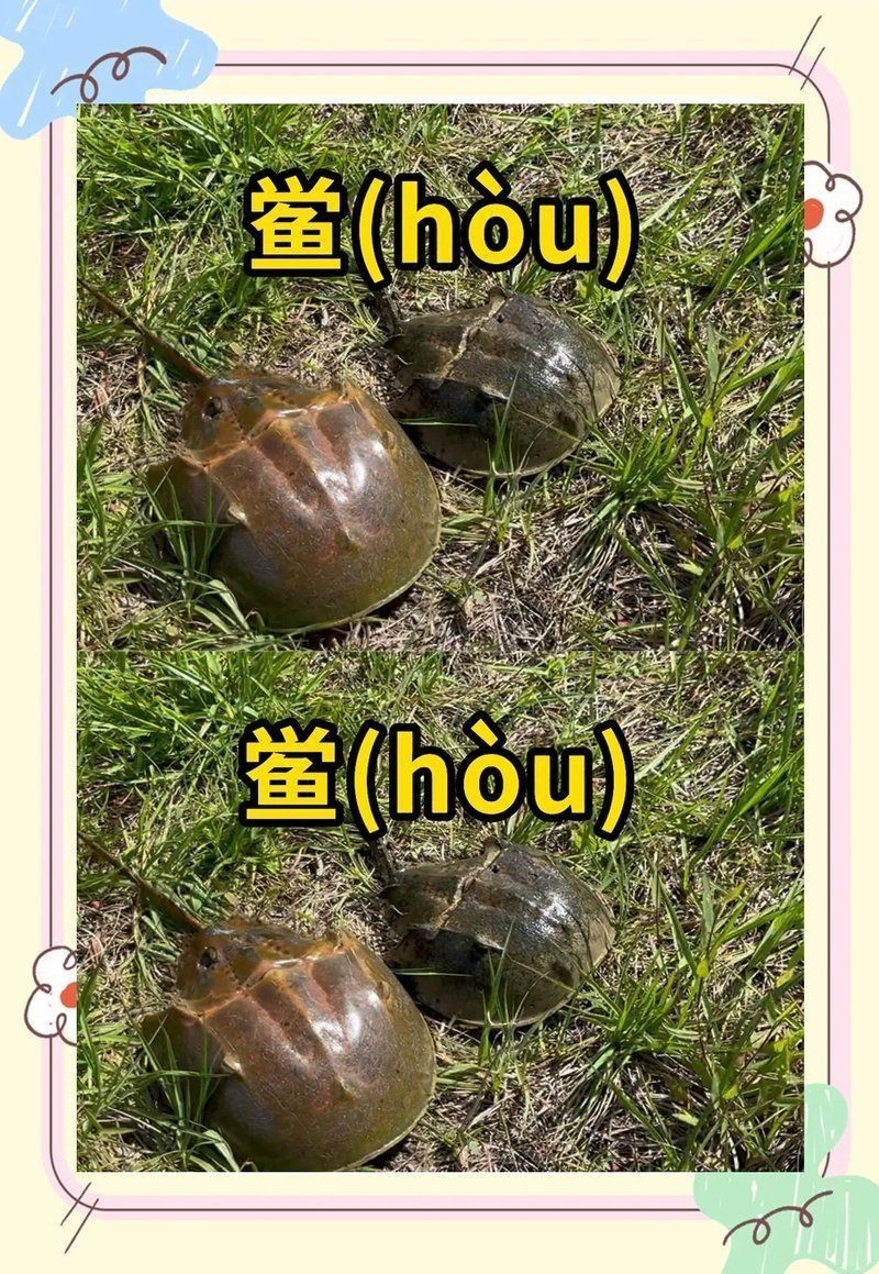 恐龍王魚不能隨便吃，《恐龍王魚不能隨便吃》