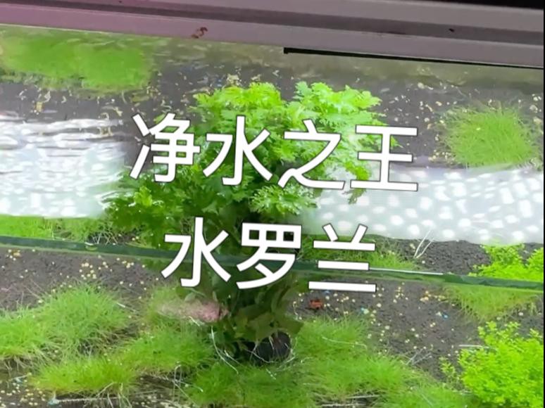 如何選擇適合龍魚缸的水草品種？，如何選擇適合龍魚缸的水草品種