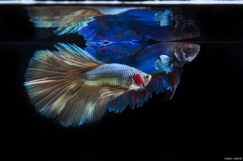 十大最漂亮小型龍魚，十大最漂亮小型龍魚匯聚了多種色彩斑斕、形態獨特的觀賞品種