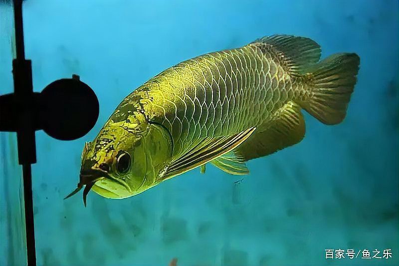 索縣龍魚店，索縣有可能出現龍魚店嗎？