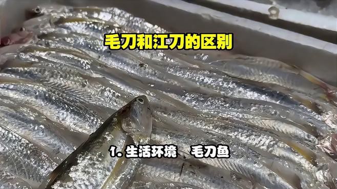 刀魚和毛刀魚的區(qū)別，刀魚和毛刀魚的區(qū)別，刀魚和毛刀魚的區(qū)別小駿育見