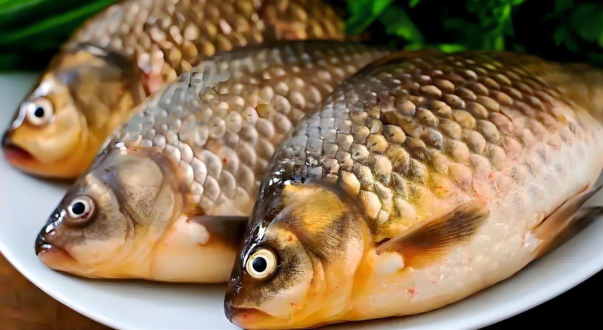 玫瑰鯽魚會自己繁殖嗎，玫瑰鯽魚怎么繁殖