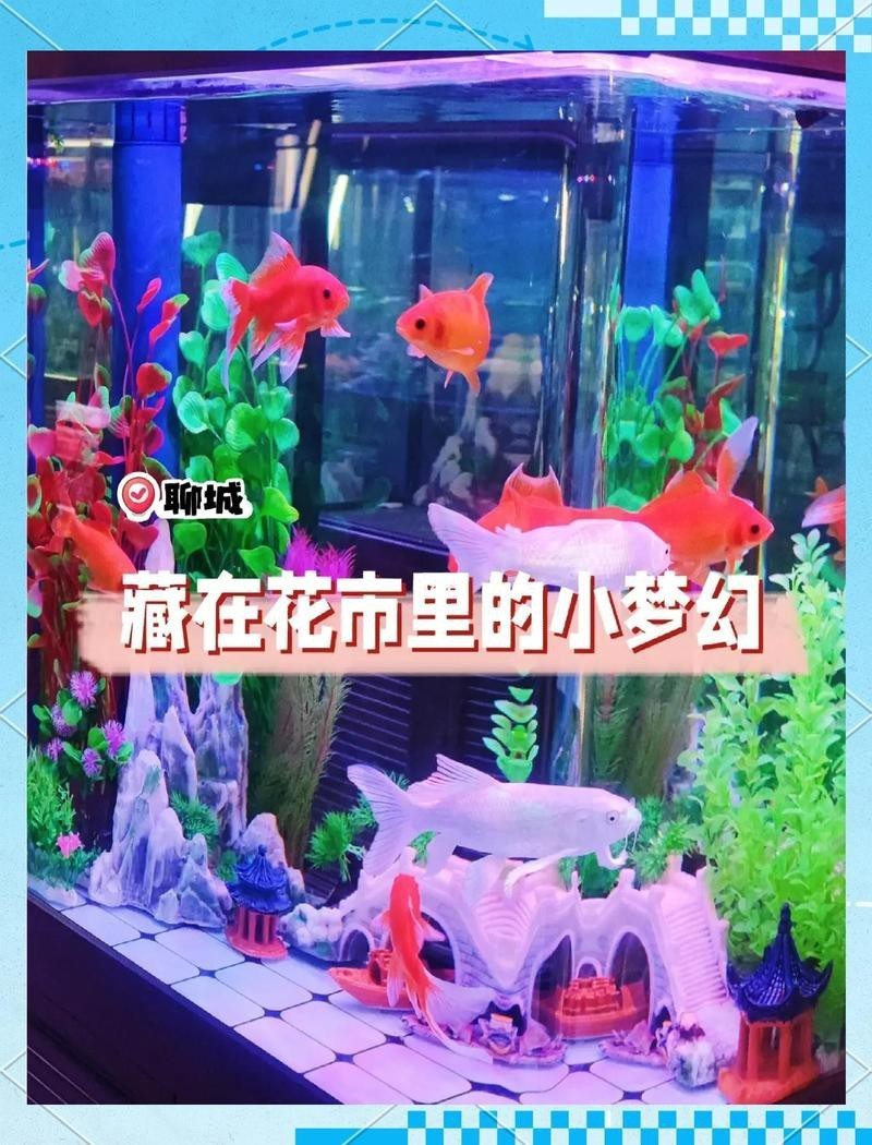 聊城水族店，聊城東昌府區(qū)彩魚水族館愛企查聊城水族批發(fā)市場(chǎng)在哪里