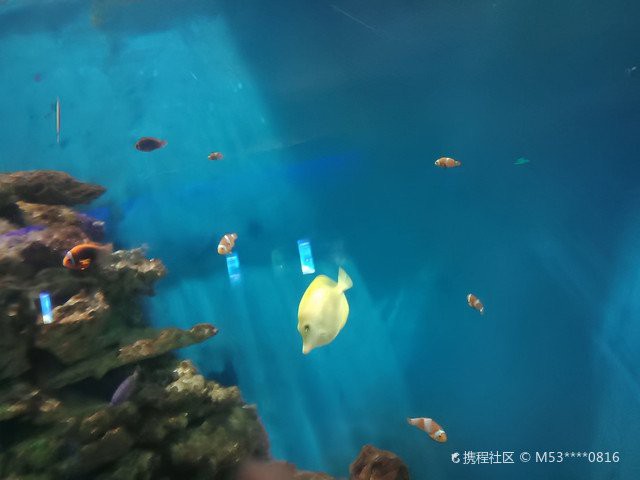 聊城水族店，聊城東昌府區(qū)彩魚水族館愛企查聊城水族批發(fā)市場(chǎng)在哪里