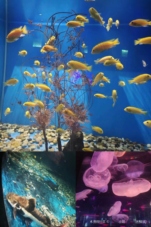 聊城水族店，聊城東昌府區(qū)彩魚水族館愛企查聊城水族批發(fā)市場(chǎng)在哪里