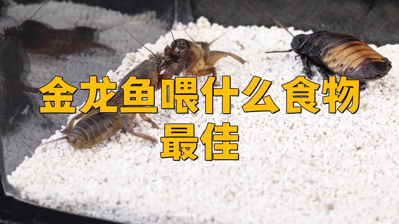 40公分金龍魚喂什么食物最好？，40公分金龍魚喂什么食物最好金龍魚喂什么最好