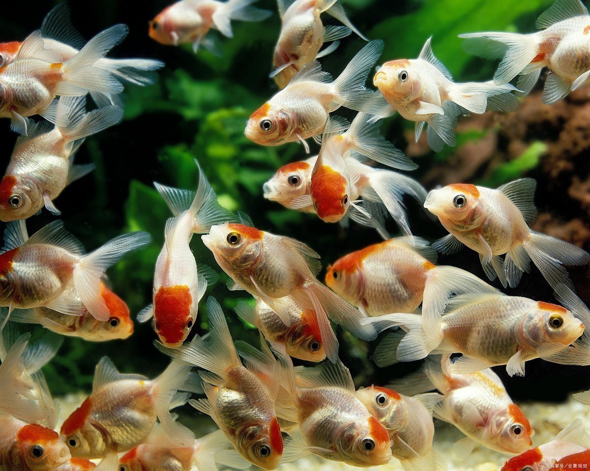 40公分金龍魚喂什么食物最好？，40公分金龍魚喂什么食物最好金龍魚喂什么最好