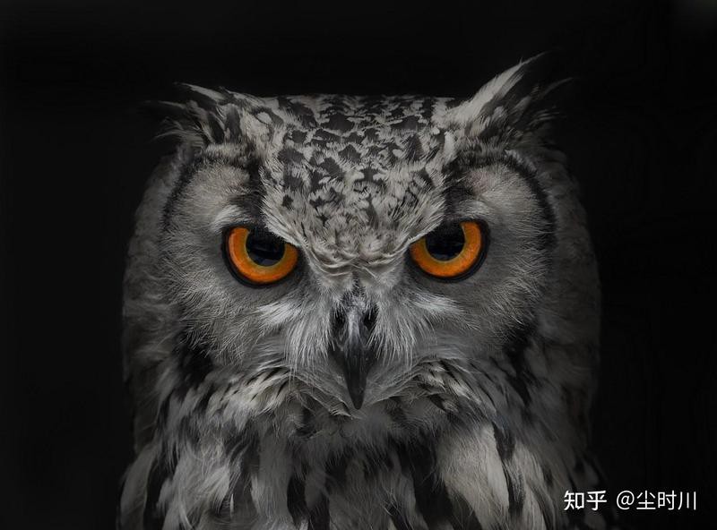 鳳凰是陰氣最重的嗎，《鳳凰是陰氣最重的嗎》在傳統觀念與諸多文化意象中