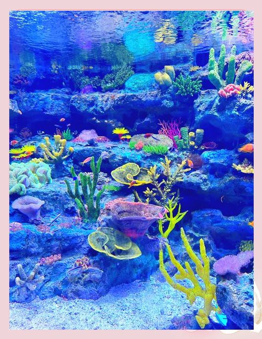 福州水族店，福州擁有多家特色水族店為市民提供了豐富的觀賞魚及水族用品選擇