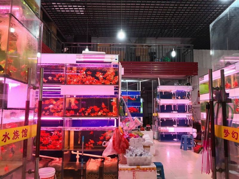 福州水族店，福州擁有多家特色水族店為市民提供了豐富的觀賞魚及水族用品選擇