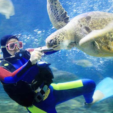 福州水族店，福州擁有多家特色水族店為市民提供了豐富的觀賞魚及水族用品選擇