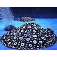 福州水族店，福州擁有多家特色水族店為市民提供了豐富的觀賞魚及水族用品選擇