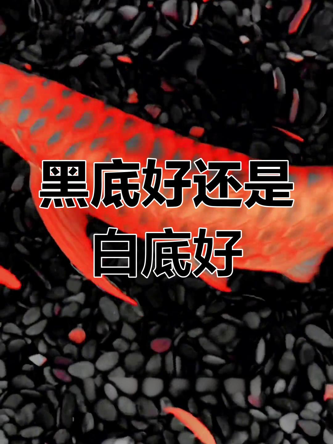 養(yǎng)金龍魚(yú)缸底用黑色還是白色，《金龍魚(yú)缸底色會(huì)用黑色還是白底白背景飼養(yǎng)會(huì)使古典金龍魚(yú)發(fā)色的選擇