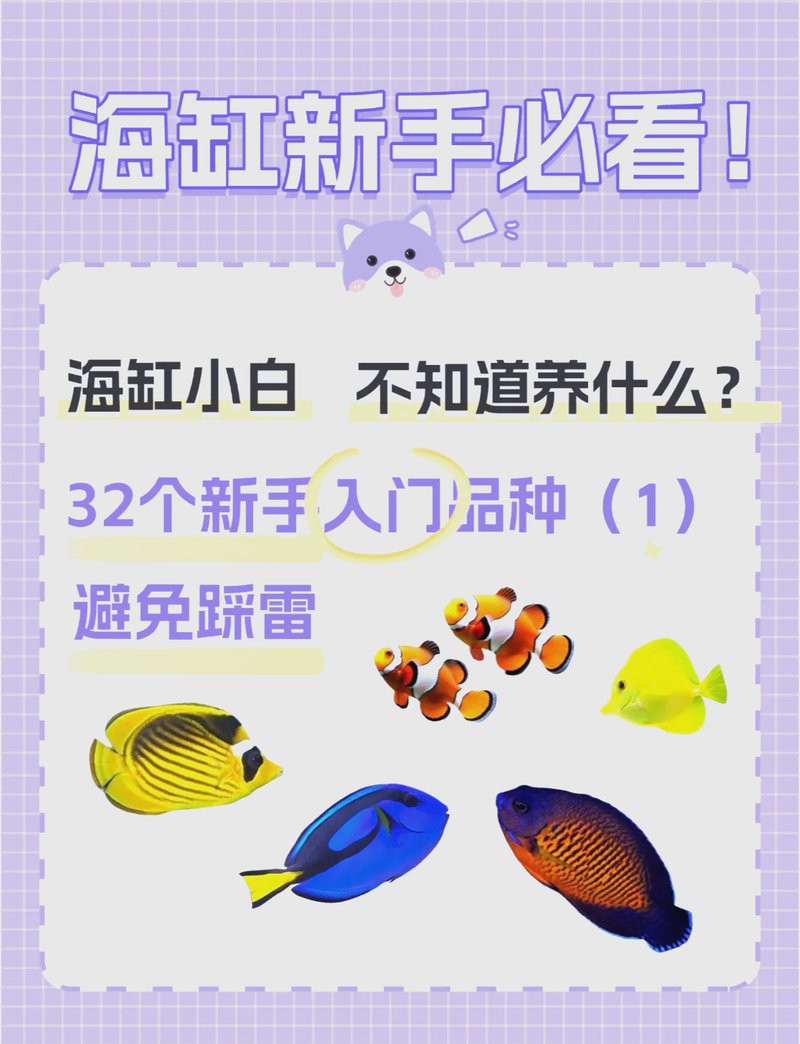 十大最好養的海水魚，2025年最適合新手飼養的十大海水魚排名第一的是誰