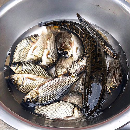 刀鰍魚幾天不喂會餓死，刀鰍魚作為一種特殊的耐饑餓能力受多種因素影響