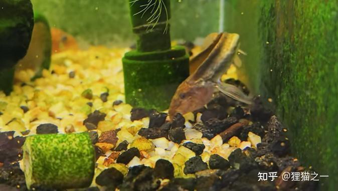 刀鰍魚幾天不喂會餓死，刀鰍魚作為一種特殊的耐饑餓能力受多種因素影響