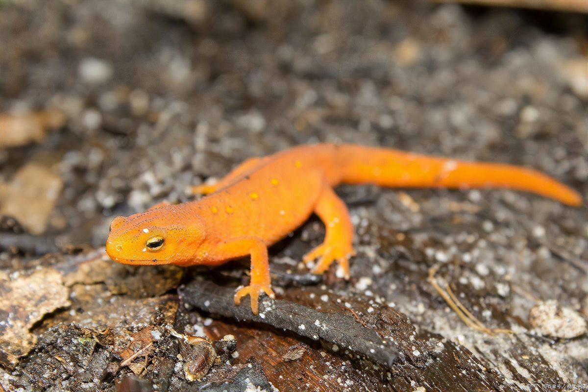 小火龍蠑螈多久喂一次食物？，小火龍蠑螈喂食全攻略