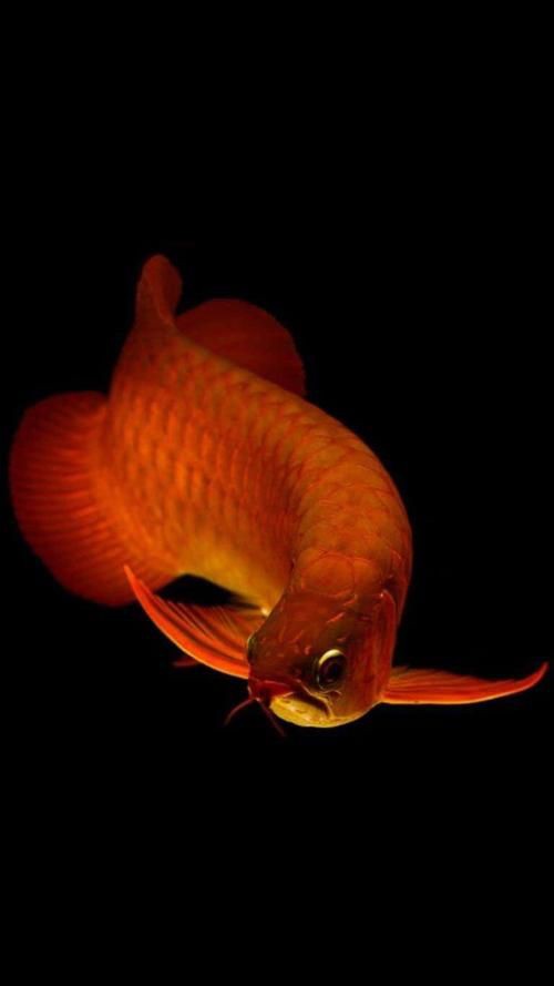 給我推薦一些高清的紅龍圖片，印尼雅加達utama銘龍等專業(yè)魚場高清圖集