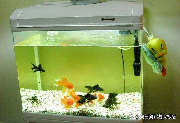 仟湖龍魚缸是雜牌還是品牌，仟湖龍魚缸品牌價值深度解析仟湖龍魚缸品牌價值