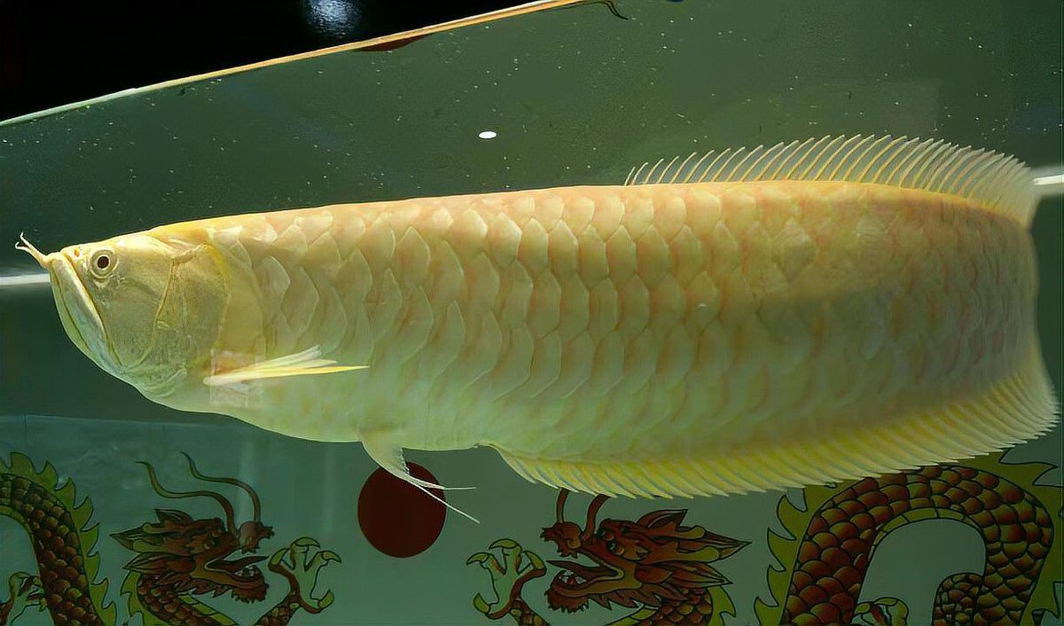 養龍魚大忌三個東西，《養龍魚大忌三個東西》