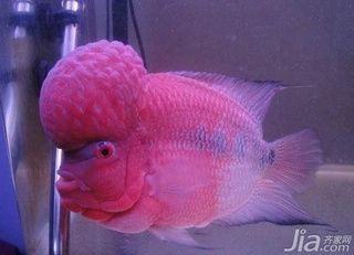 羅漢魚價格表今日價格，2018年8月8日羅漢魚價格行情