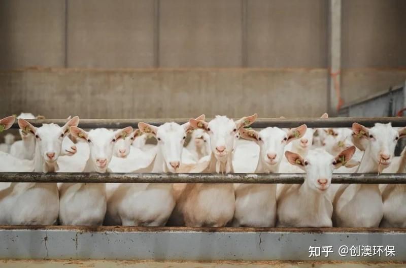 細菌性疾病對養殖業的影響，《細菌性疾病對養殖業的影響》