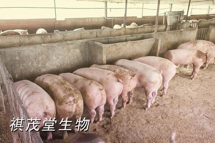 細菌性疾病對養殖業的影響，《細菌性疾病對養殖業的影響》