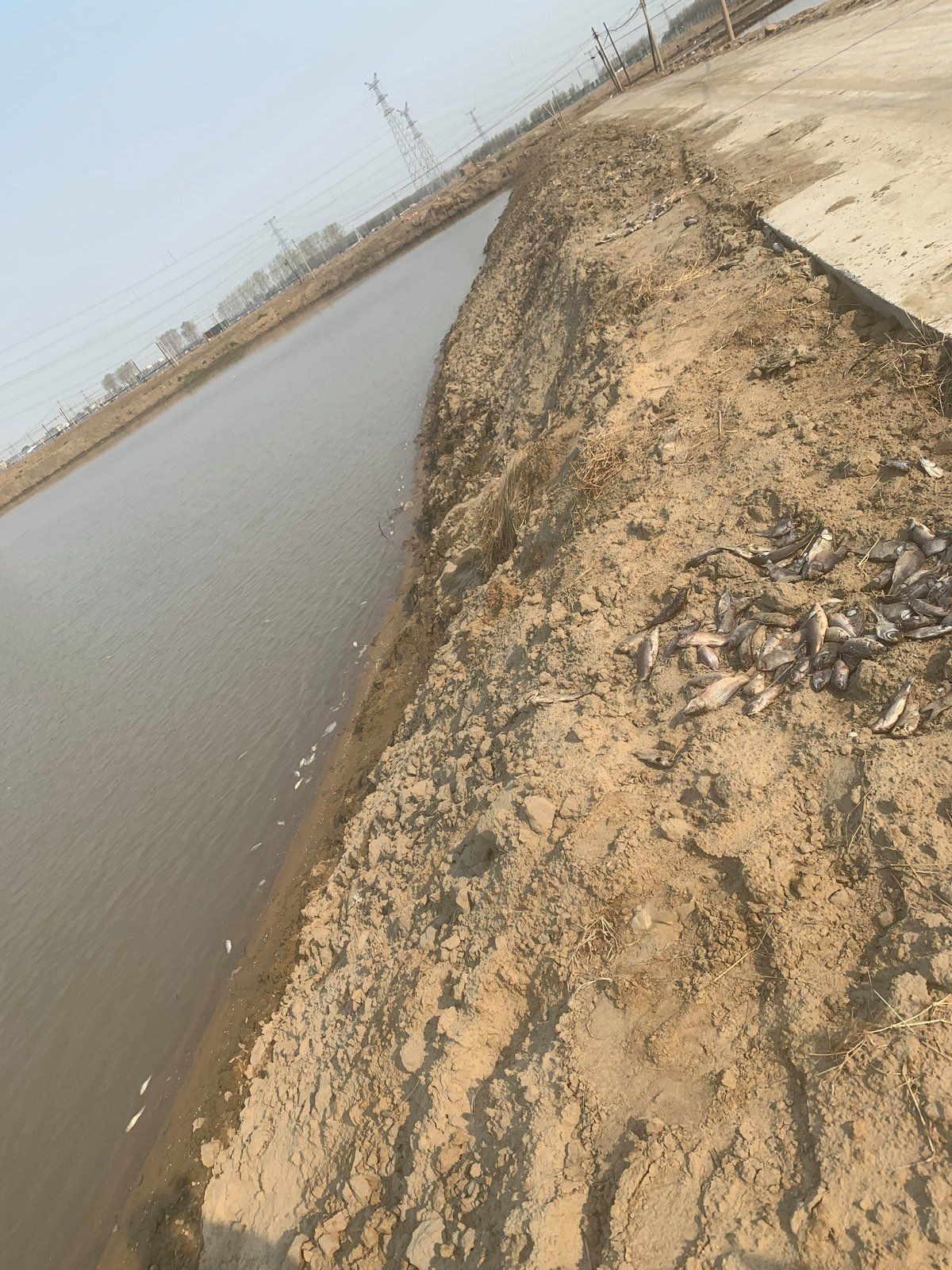 細菌性疾病對養殖業的影響，《細菌性疾病對養殖業的影響》