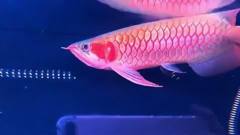 紅龍魚十大漁場排名，揭秘紅龍魚十大漁場排名