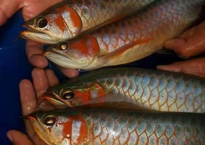 紅龍魚十大漁場排名，揭秘紅龍魚十大漁場排名