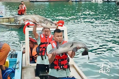 新豐龍魚店，新豐龍魚店實拍龍魚養殖技巧分享積累10萬粉絲