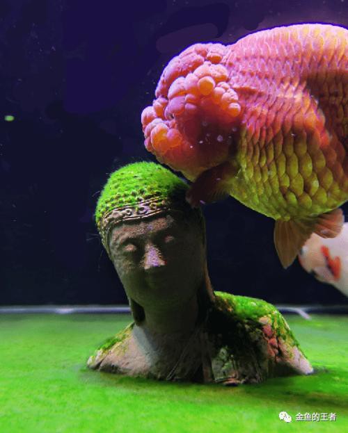 佛頭魚圖片，“佛頭魚”是什么？ 佛頭魚圖片，“佛頭魚”是什么？ 龍魚論壇 第3張