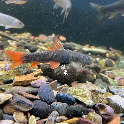 佛頭魚圖片，“佛頭魚”是什么？ 佛頭魚圖片，“佛頭魚”是什么？ 龍魚論壇 第21張